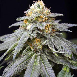 3 Kings Seeds