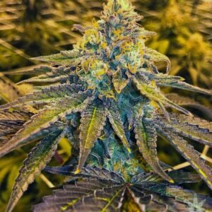 5 Alive Seeds