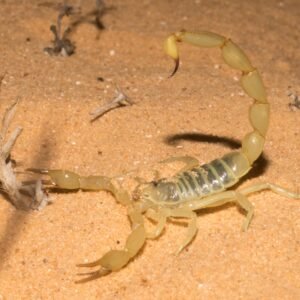 Androctonus Amoreuxi Venom