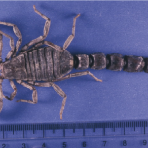 Androctonus Crassicauda Venom