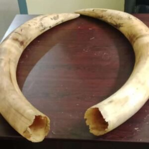 Elephant Tusks for Sale