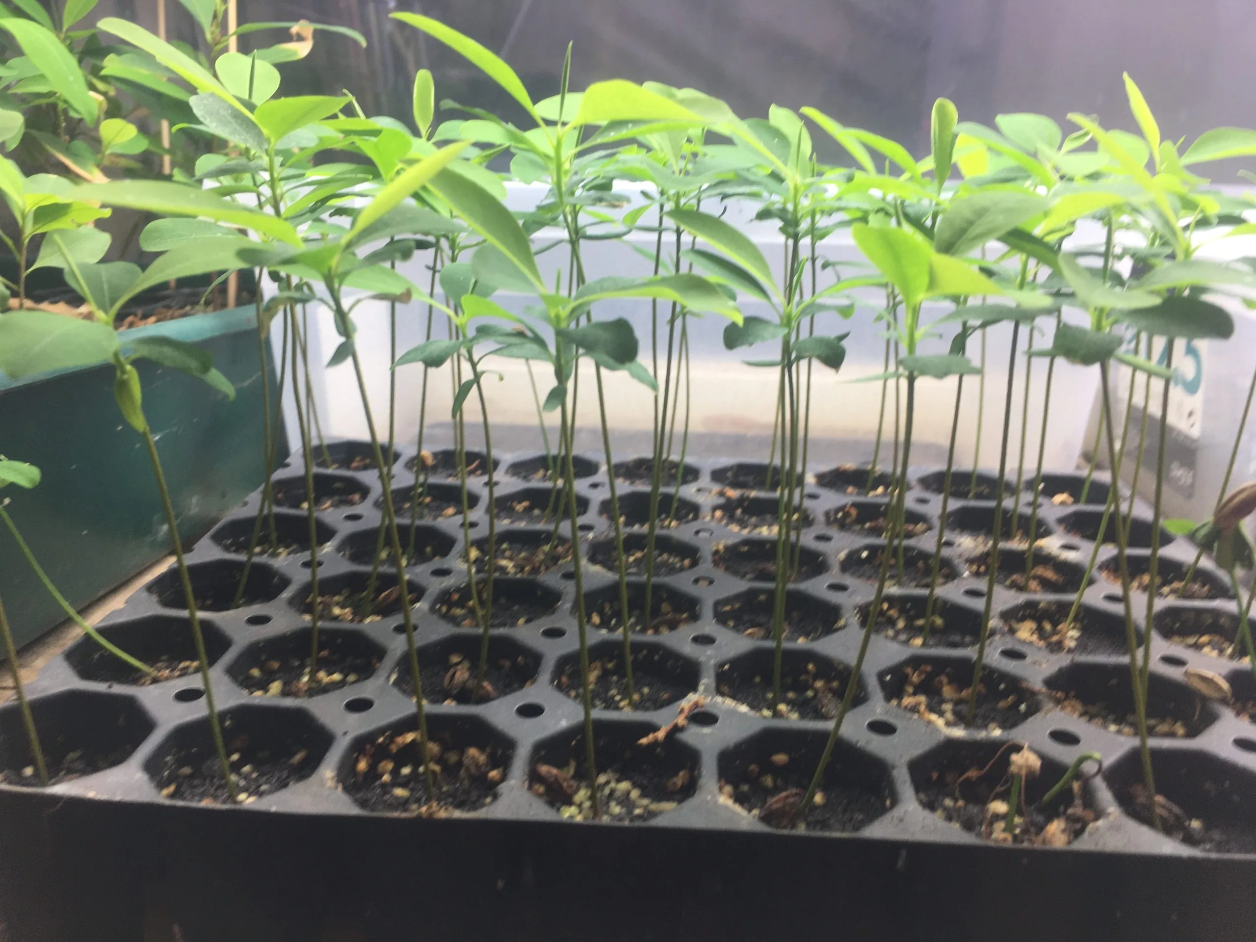 Buy Coca Seedling Online - Image 12