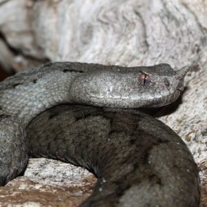 Vipera Ammodytes Venom